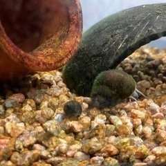ヒメタニシ2匹 