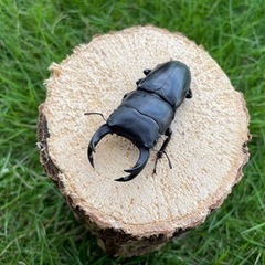 購入者確定㉘国産オオクワガタペア♂66mmの画像