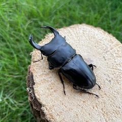 購入者確定㉘国産オオクワガタペア♂66mmの画像