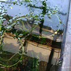 処分価格　超ロングなアナカリス２本（２メートル前後、脇芽あり）の画像