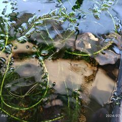 処分価格　超ロングなアナカリス２本（２メートル前後、脇芽あり）の画像