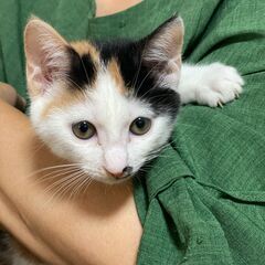 元気でキュートな黒ミケちゃん（お見合い中）