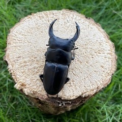 購入者確定㉚国産オオクワガタペア♂64mmの画像