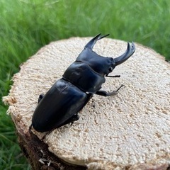 購入者確定㉚国産オオクワガタペア♂64mmの画像