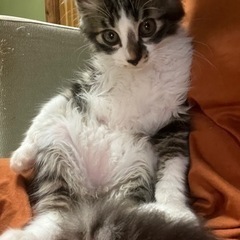 子猫1匹(受付終了)