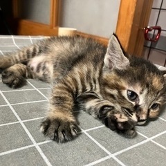 生後1ヶ月の子猫 黒茶トラ女の子