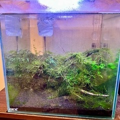 熱帯魚