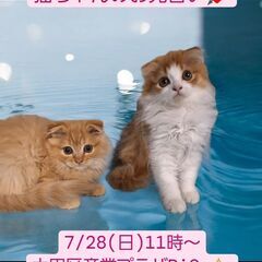 7/28(日)譲渡会。生後3ヶ月スコテッシュフォールド(⋈◍＞◡...