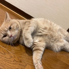 大切に可愛がってくれる新しい飼い主様募集中