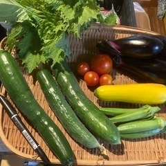 無農薬野菜セットc