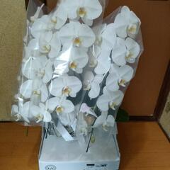 胡蝶蘭 差し上げます
