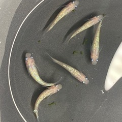 ピンクサファイア