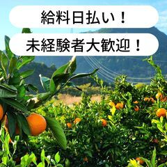 【済み】【日払い】愛媛県松山市中西で紅まどんなの摘果作業のお仕事...