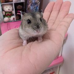 ジャンガリアンハムスター
