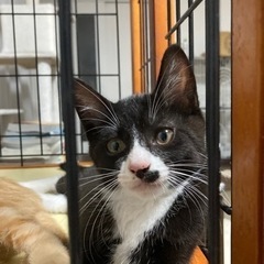 白黒のなつくん🐾