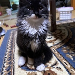 （相談中）【靴下を履いた猫】白黒猫の里親さん募集