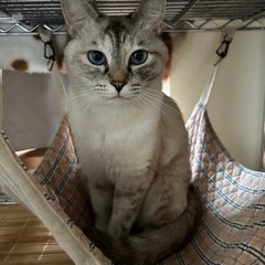 ブルーアイのシャムとら柄の女の子　個別面会可能