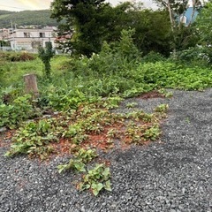 草刈り　※問い合わせ多数なので一時中止