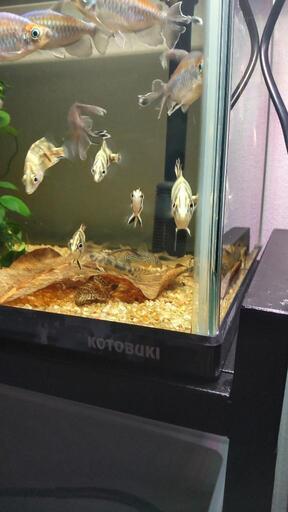 ダトニオプラスワン　ベビー