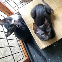黒猫3兄妹🐈‍⬛🐈‍⬛🐈‍⬛⸒⸒⸒⸒