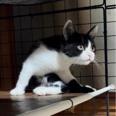 里親さん募集します