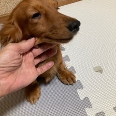 ミニチュアダックス2歳女の子