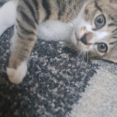美人でそれでいて可愛い♡キジシロちゃんグレミ