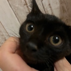 【お家が決まりました】仔猫の里親募集