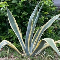 アガベ アメリカーナ 斑入り ドライガーデン シンボルツリー ガーデニング 植物 大株 植木