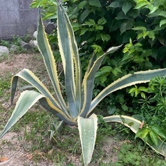 アガベ アメリカーナ 斑入り ドライガーデン シンボルツリー ガーデニング 植物 大株 植木