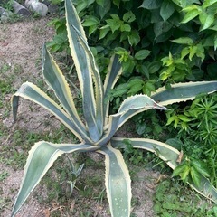 アガベ アメリカーナ 斑入り ドライガーデン シンボルツリー ガーデニング 植物 大株 植木