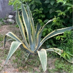 アガベ アメリカーナ 斑入り ドライガーデン シンボルツリー ガーデニング 植物 大株 植木