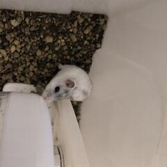 ジャンガリアンハムスター　女の子　飼育セット付き