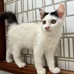 鼻ほくろが可愛いふわふわちゃん