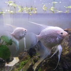 プラチナエンジェル2～3cm幼魚、6匹で1000円です。の画像
