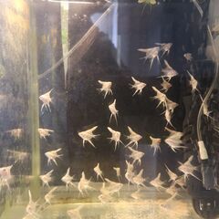 プラチナエンジェル2～3cm幼魚、6匹で1000円です。