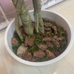 【お話中です】イミテーショングリーン(モンステラ)の画像
