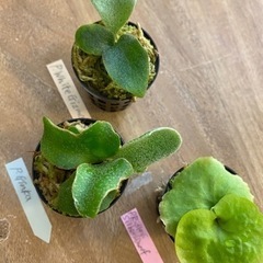 観葉植物】 ◉ビカクシダ 3点苗セット