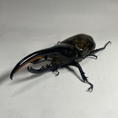 高田様とお話し中] ⑱ヘラクレスオオカブト新成虫ペア 遠方取引可能
