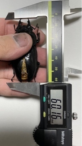 能勢SRオオクワガタ♀【60.1mmB】