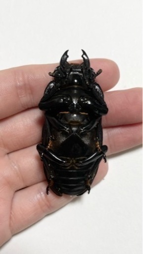 能勢SRオオクワガタ♀【60.1mmB】