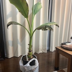決まりました！観葉植物 地湧金蓮