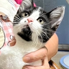 代理投稿　ハチワレメス猫ちゃん