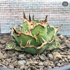 アガベ、観葉植物など