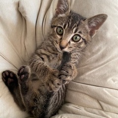 子猫のキジトラちゃん