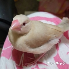 手乗り文鳥（シナモン）ケージ付き