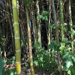 竹 竹林 伐採 竹細工 