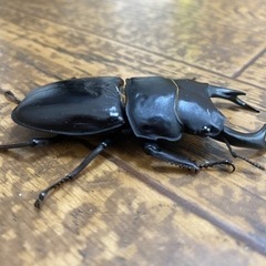 取引中オオクワガタ　オス73mm① 単体の画像