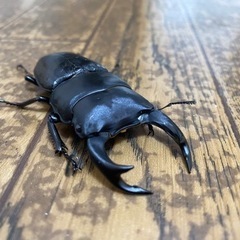 取引中オオクワガタ　オス73mm① 単体の画像