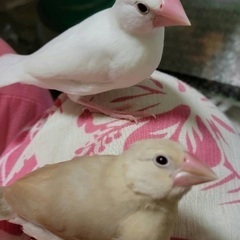 ケージ付き 文鳥